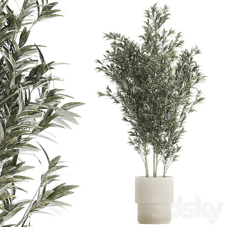 Beautiful Bamboo bush in a white flower pot. Plant collection 1272 3DS Max Model