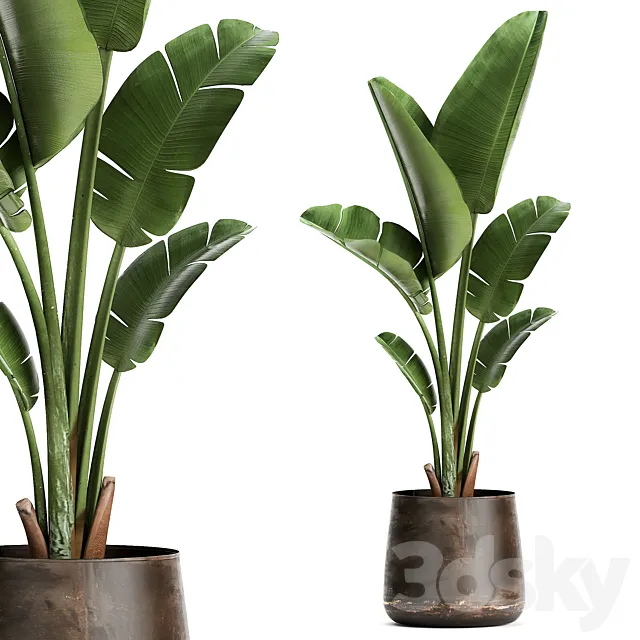 Beautiful banana palm in a metal pot with Strelitzia ravenala. 947. 3ds Max