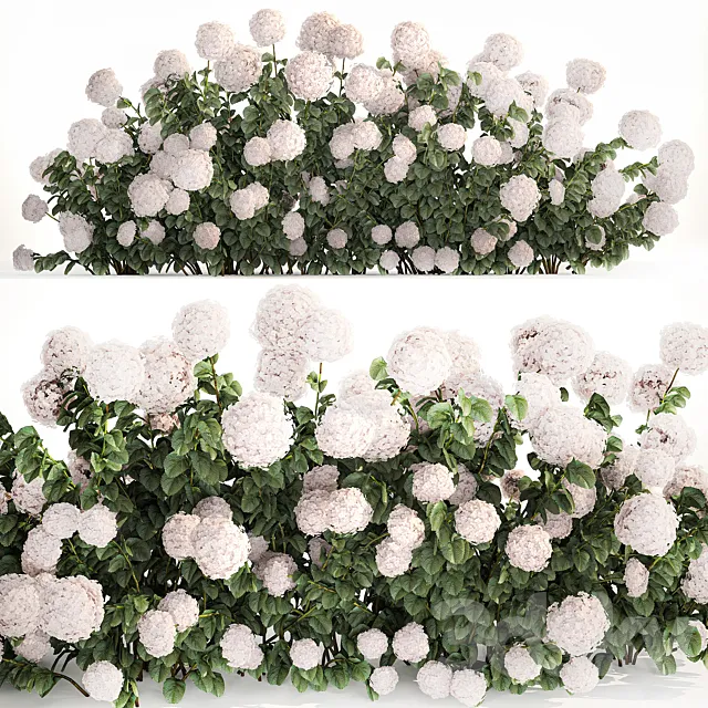 Beautiful bush white hydrangea with flowers for the garden hedge. Plant set 1185 3DS Max Model