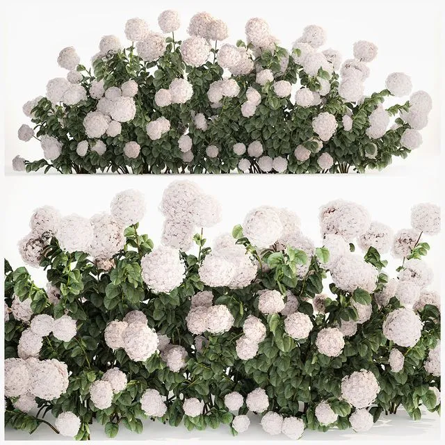 Beautiful bush white hydrangea with flowers for the garden hedge. Plant set 1185 3dsMax Model