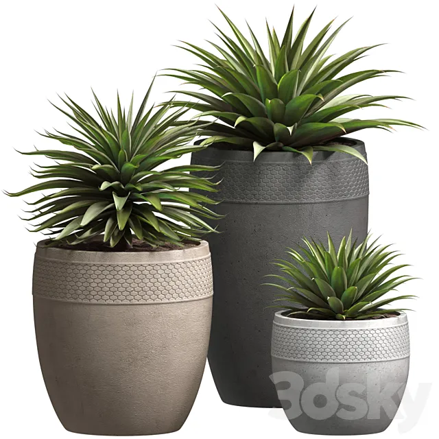 Beautiful Decorative Agave plants in outdoor pots.Restoration Hardware Flowerpot 3ds Max