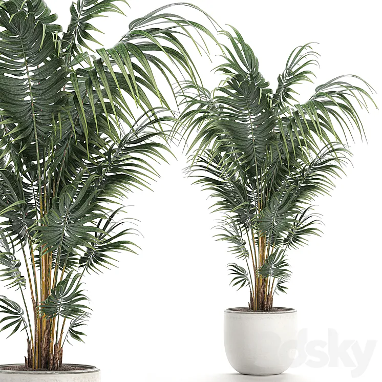 Beautiful decorative lush indoor palm tree in a white modern pot with Hovea kentia neanta. Set 518. 3DS Max