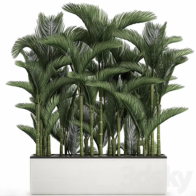 Beautiful decorative lush thickets of palm trees in a white potted flowerbed with palm Dipsis. Set 671. 3DS Max Model