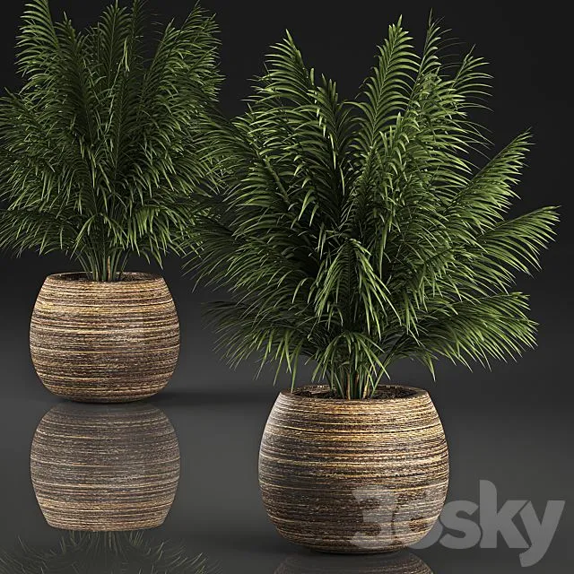 Beautiful decorative small lush bush palm tree in a basket. 827 3dsMax Model