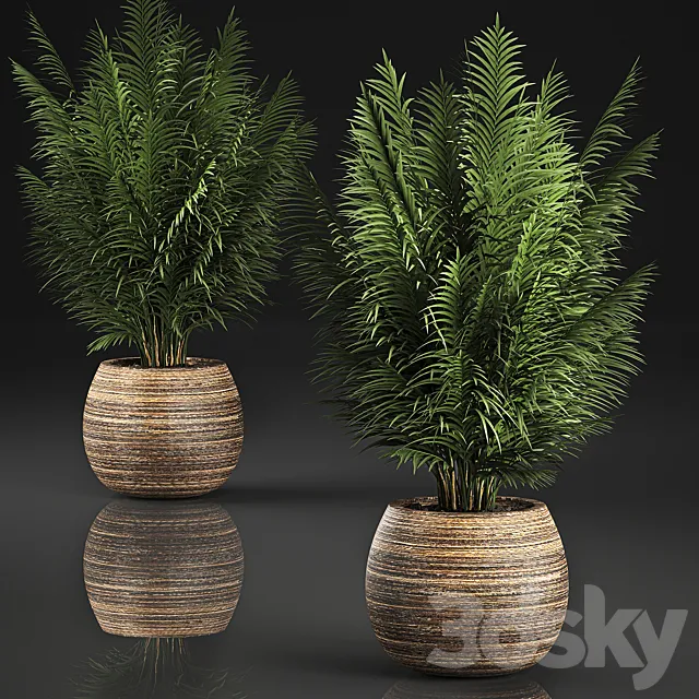 Beautiful decorative small lush bush palm tree in a basket. 828. 3DS Max Model