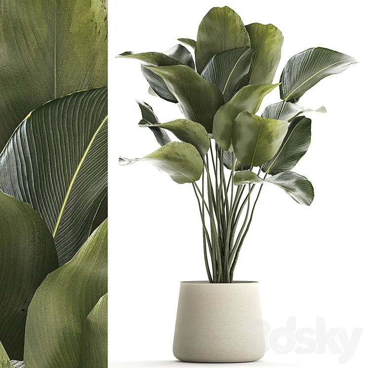 Beautiful exotic bush plant Calathea lutea in a pot. 1300 3DS Max Model