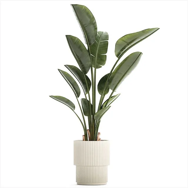 Beautiful exotic plant in a flower pot 1252 3dsMax Model