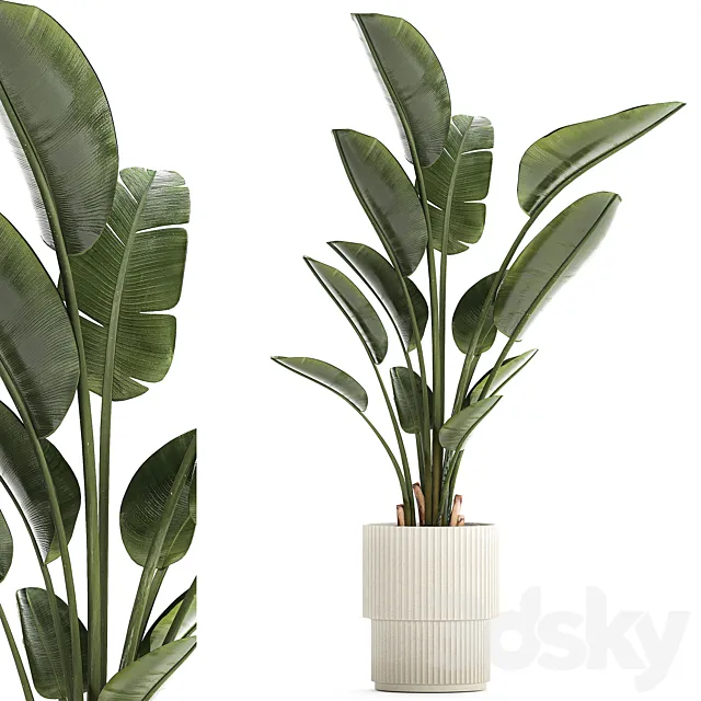 Beautiful exotic plant in a flower pot for interior decor Strelitzia Ravenala. 1252 3DS Max Model