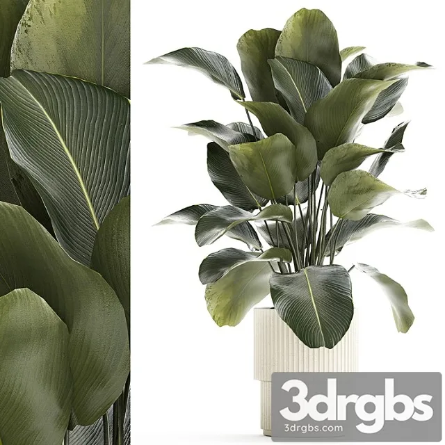 Beautiful Exotic Plant In A White Flower Pot Calathea Lutea Strelitzia Bush 1263 3dsmax Download