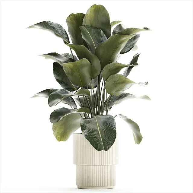 Beautiful exotic plant in a white flower pot Calathea lutea Strelitzia bush. 1263 3dsMax Model