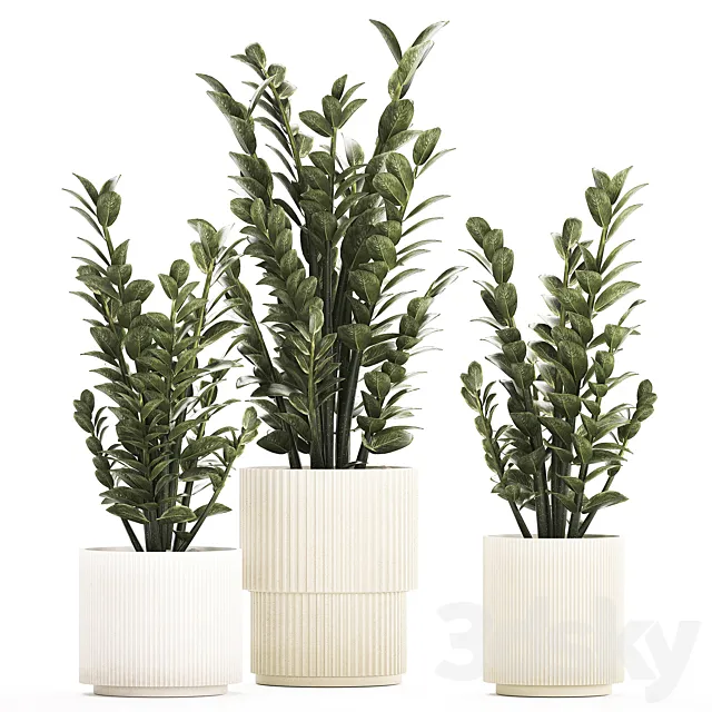 Beautiful interior plant in a modern pot Zamioculcas bush. Plant collection 1239 3ds Max