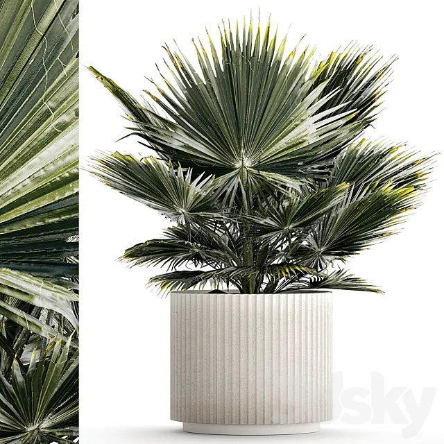 Beautiful interior small fan palm in a white Brachea flower pot. Plant collection 1275 3ds Max