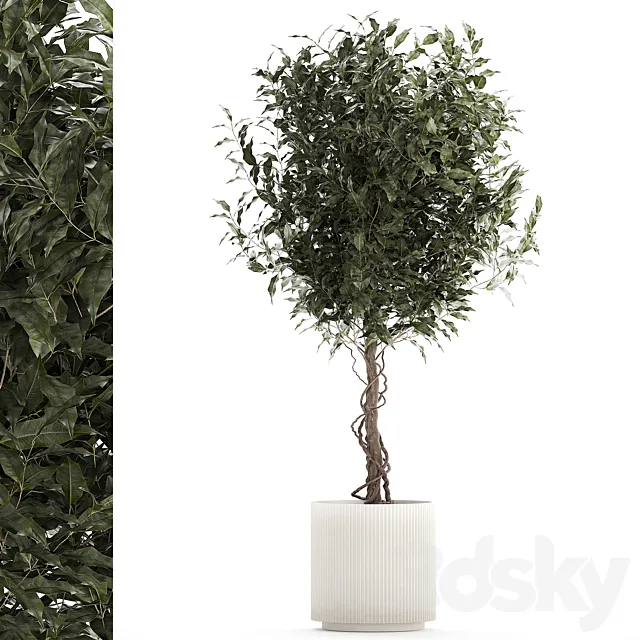 Beautiful interior tree in a modern pot Ficus benjamina. 1232 3ds Max