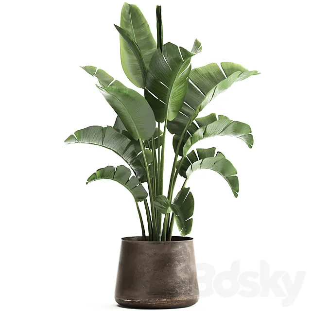 Beautiful lush banana palm in a metal pot Strelitzia. ravenala. 916. 3DSMax File