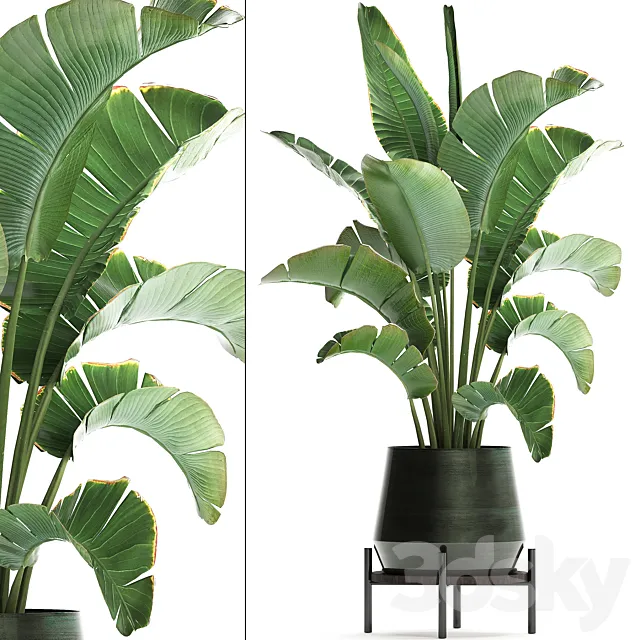 Beautiful lush decorative Banana palm in a modern luxury pot on legs with strelitzia. indoor banana. Set 446. 3DSMax File