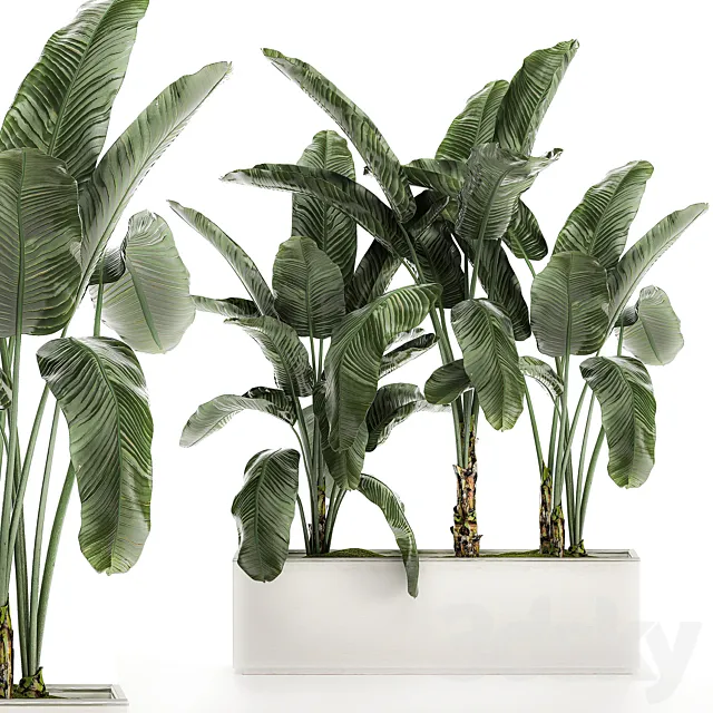 Beautiful lush exotic thickets banana palm in a white pot flowerbed with strelitzia ravenala. Set 511. 3ds Max