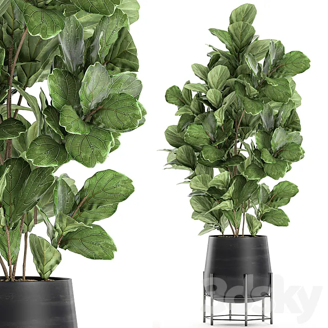 Beautiful lush ficus Ficus lyrata for a corner in a black pot on legs Set 667. 3ds Max