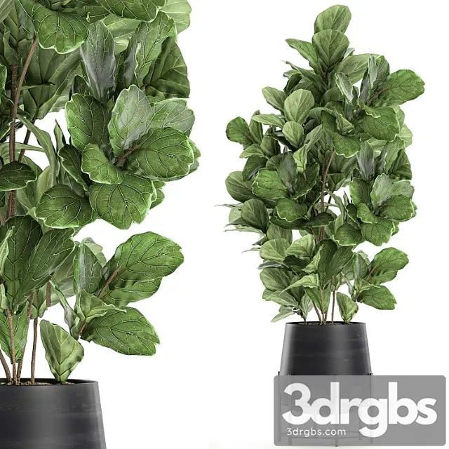 Beautiful lush ficus ficus lyrata for a corner in a black pot on legs set 667.