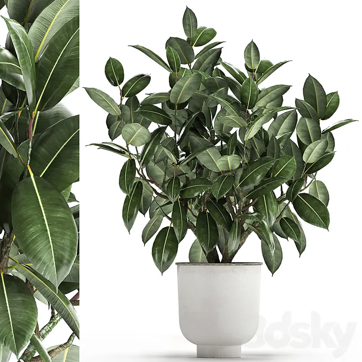 Beautiful lush flower tree Ficus elastic in a white metal pot for interior. 864. 3DS Max Model