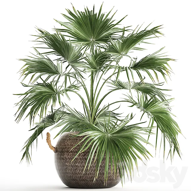 Beautiful lush small decorative indoor fan palm in a round basket pot rattan. Set 433. 3ds Max