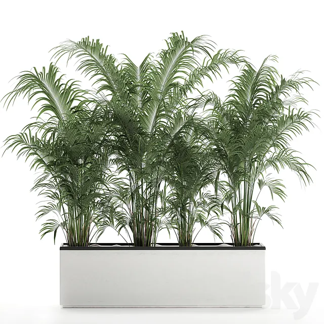 Beautiful lush thickets of exotic palm bushes in a white potted flowerbed. Set 691. 3DS Max Model