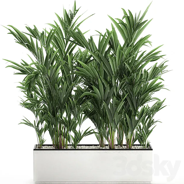 Beautiful lush thickets of palm bushes in a white pot with Howea forsteriana palm kentia neanta.  Set 572. 3ds Max