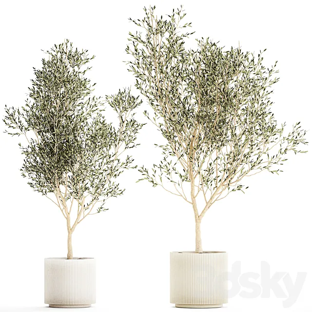 Beautiful olive trees in modern white pots. Set of plants 1227 3ds Max