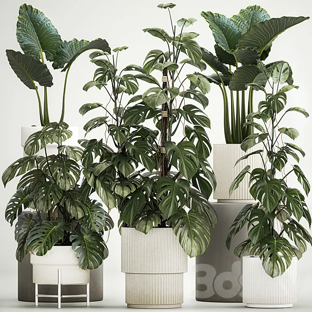 Beautiful plants in modern pots are monstera bush and alokasia. Set of plants 1218 3DS Max Model