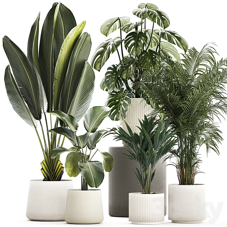 Beautiful plants in pots and flowerpots palm Howea monstera Ravenala Strelitzia Calathea. set of plants 1320 3DS Max