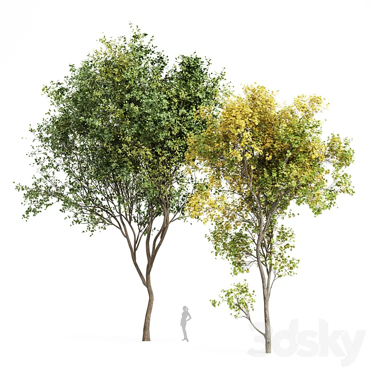 Beautiful Real Tree Acer Saccharinum Summer-Fall and Bush Leaf 3DS Max