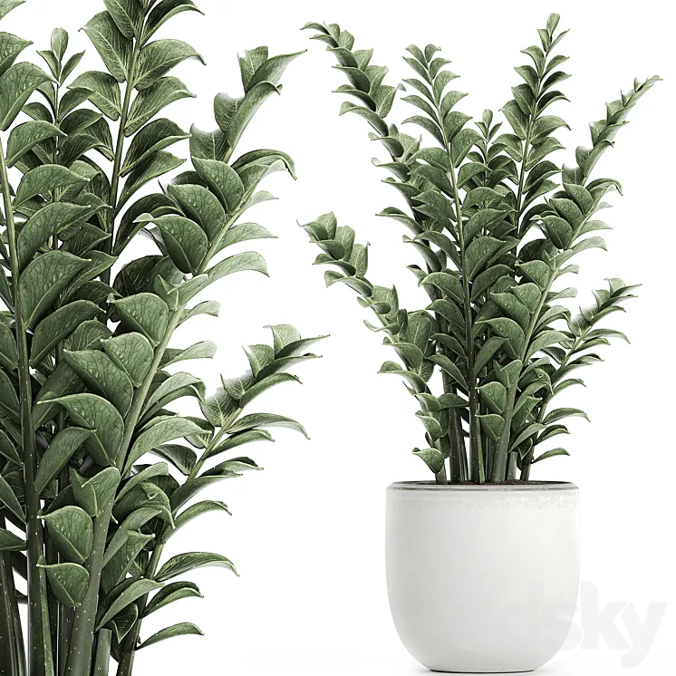 Beautiful small decorative flower in a white pot Zamiokulkas. Set 616. 3DS Max