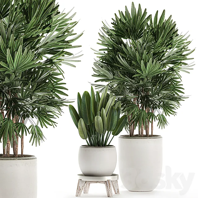 Beautiful small lush ornamental palm bushes in a white modern pot with strelitzia. Rhapis. Set 502. 3DSMax File