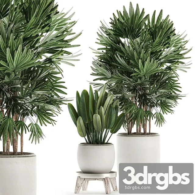 Beautiful small lush ornamental palm bushes in a white modern pot with strelitzia, rhapis. set 502.