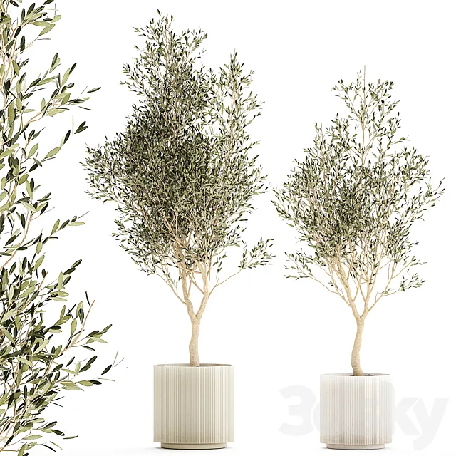 Beautiful small ornamental olive trees in a modern pot. Set of plants 1229 3DS Max Model