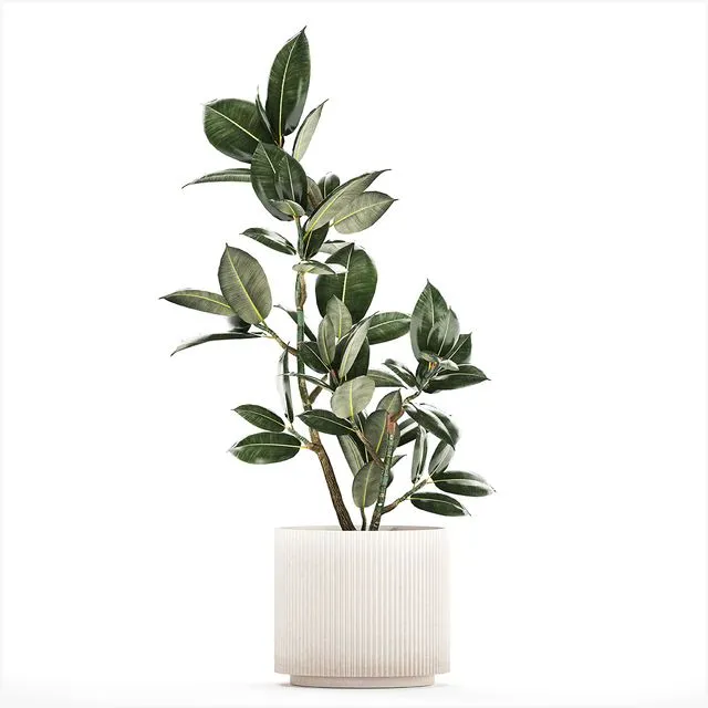 Beautiful small tree in a modern pot  1235 3dsMax Model