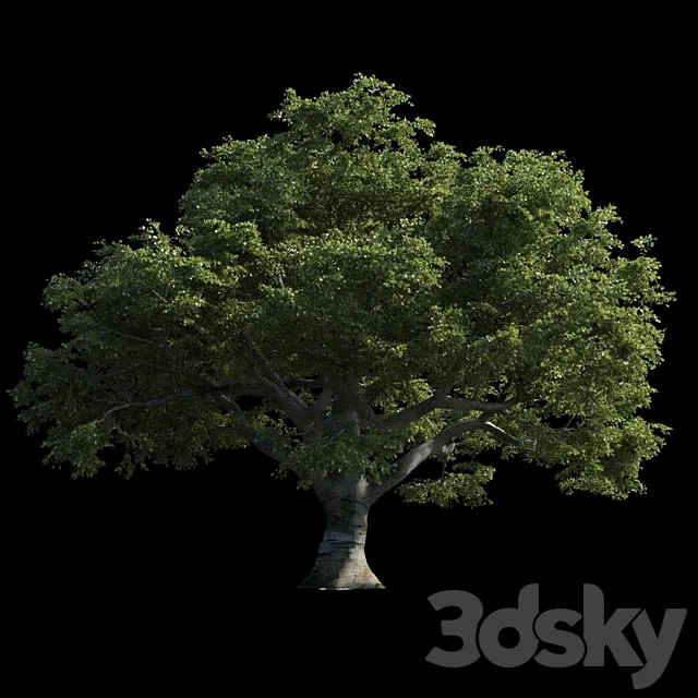 Beech great Razlog 3DS Max Model