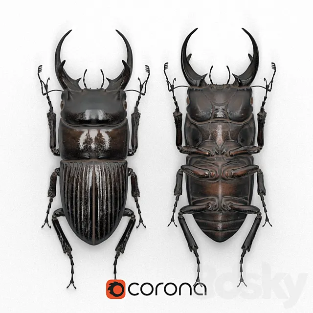 Beetle in a frame (Dorcus intermedius) 3ds Max