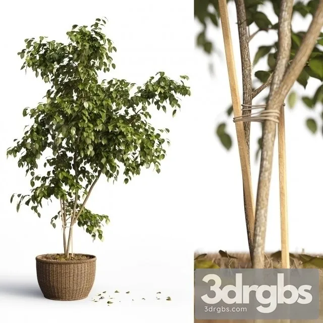 Benjamin Plant 3dsmax Download