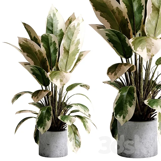 Benjamin Plant – indoor plant set 495 concrete old vase 3ds Max