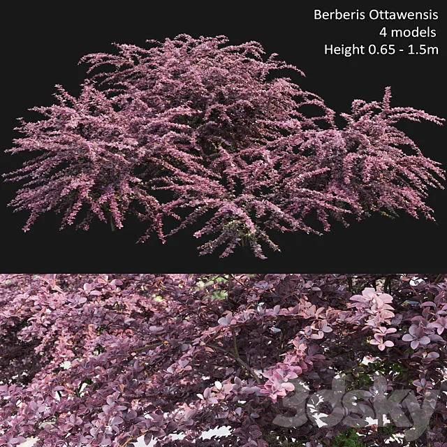 Berberis Ottawensis # 1 3ds Max