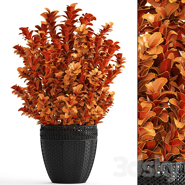 Berberis thunbergii Barberry Thunberg bushes landscaping garden pot outdoor pot bush black basket rattan 3ds Max