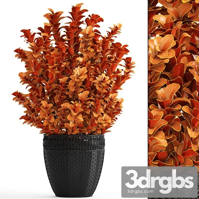 Berberis thunbergii, barberry thunberg, bushes, landscaping, garden pot, outdoor pot, bush, black basket, rattan