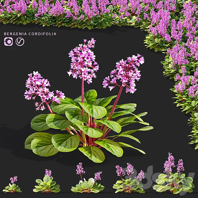 Bergenia cordifolia flowers | Bergenia cordifolia 3ds Max