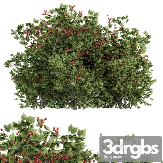 Berry bush – bush set 17