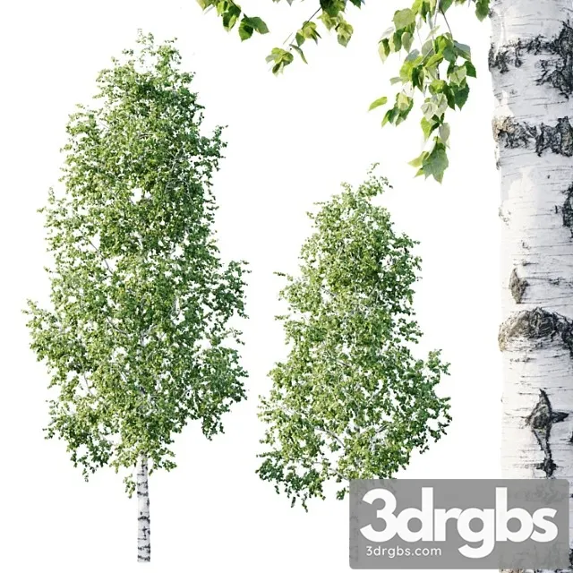 Betula 11.5m – 8.5m