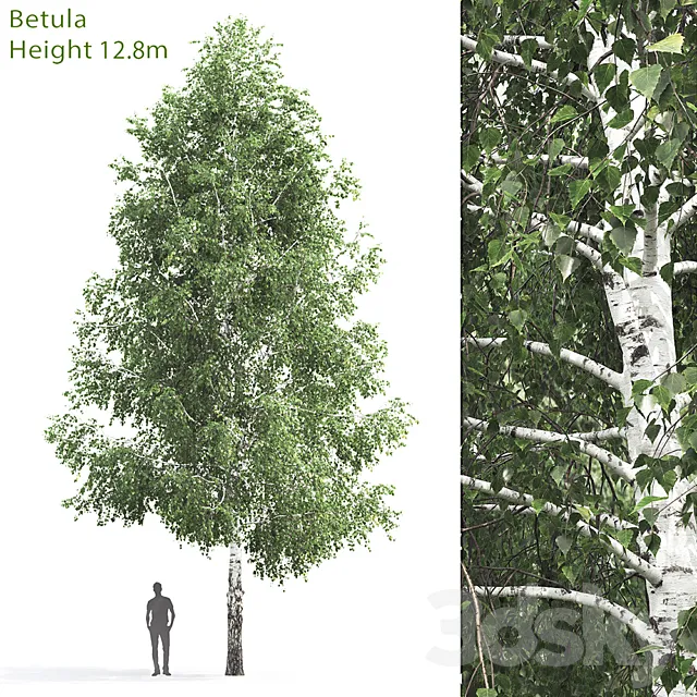 Betula # 3 (12.8m) 3DS Max Model