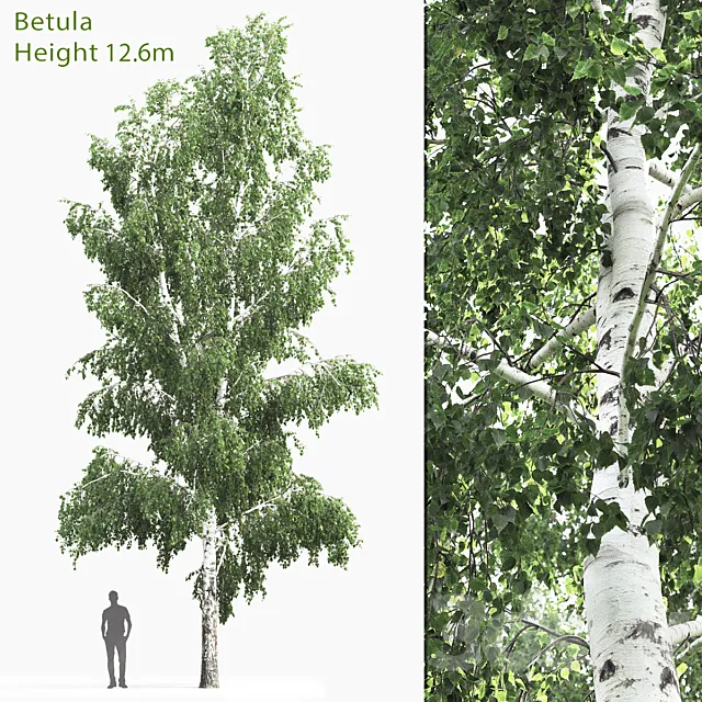 Betula # 4 (12.6m) 3DS Max Model