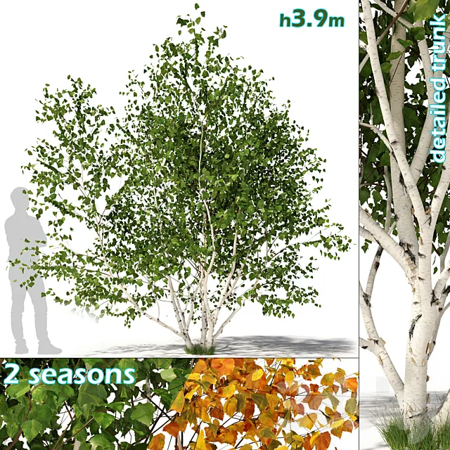 Betula pendula multi stem V01 3ds Max