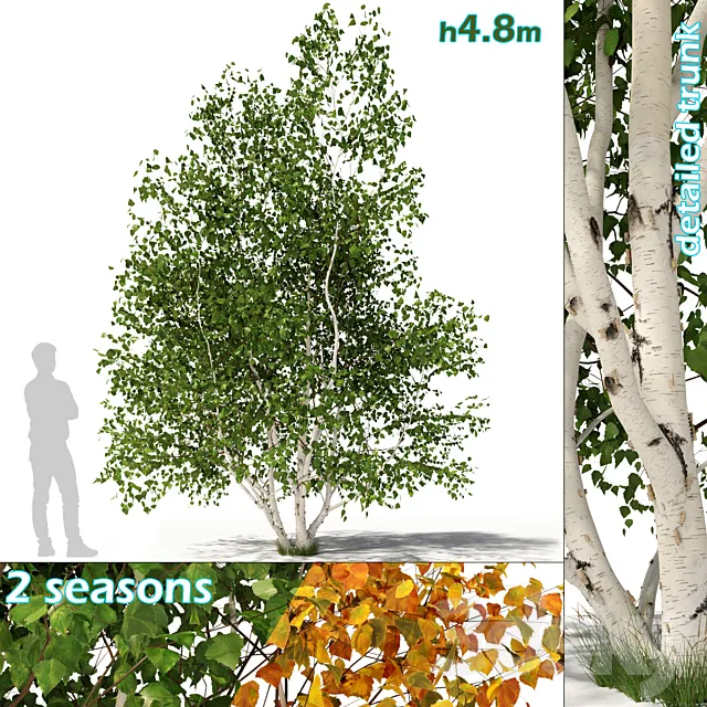 Betula pendula multi stem V02 3ds Max