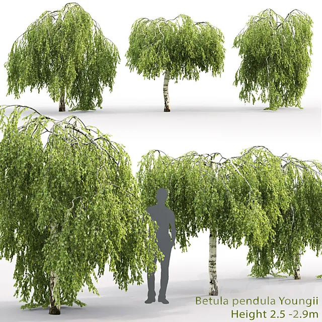 Betula pendula Youngii # 2 (2.5-2.9m) 3ds Max